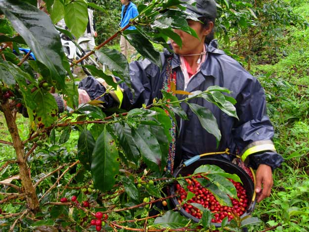 インドネシア ワハナ農園 馬面 ロングベリー ナチュラル 生豆 | 海ノ向こうコーヒー | 【生豆・卸】海ノ向こうコーヒー |  遠くに想いを馳せる、想像力を。