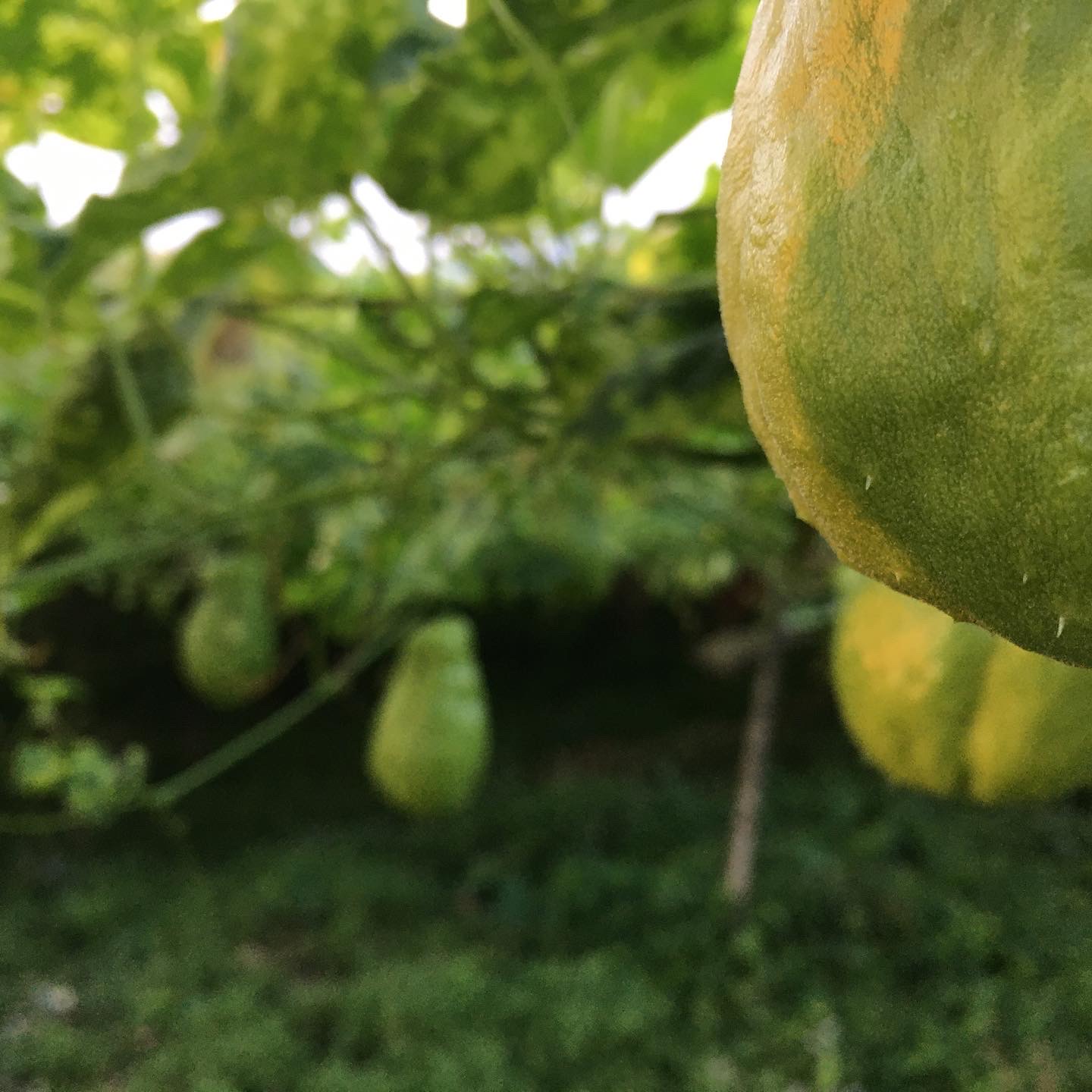 フィリピン ベンゲット Kapitako ウォッシュ 生豆 卸 海ノ向こうコーヒー 遠くに想いを馳せる 想像力を